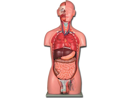 Dual Torso Model Closed Back 25 Parts