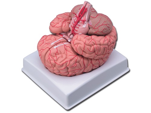 Teaching Aids- Anatomical Models  Teaching Aids- Anatomical Models