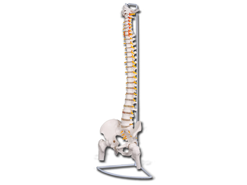 Flexible Vertebral Column With Femur Heads