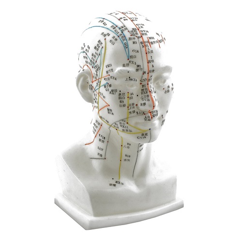 Acupuncture Head Model