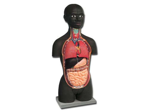 Mini Torso Model African 16 Parts
