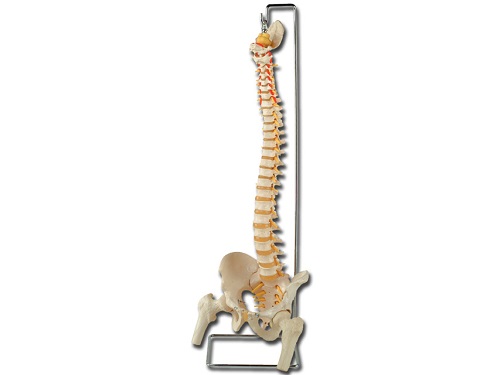 Fully Flexible Life Size Vertebral Columns 1 X