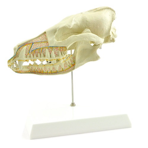 Veterinary Anatomical Models And Teaching Aids