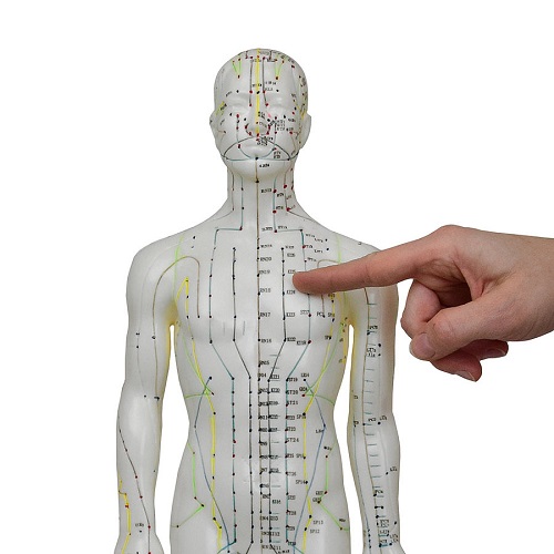 Classic Acupuncture Model Male