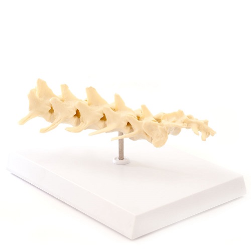 Artificial Animal Anatomy Models