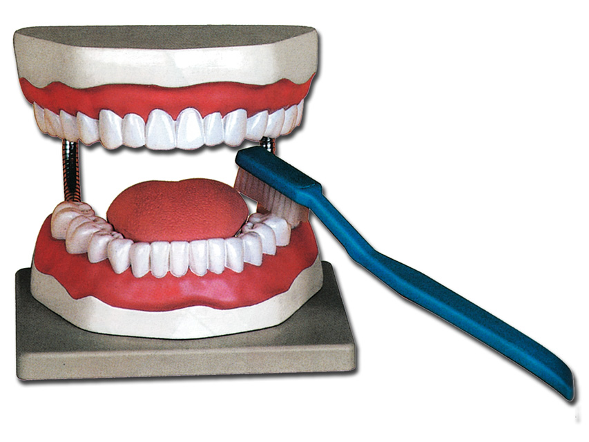 Life Size Oral Hygiene Model  3x