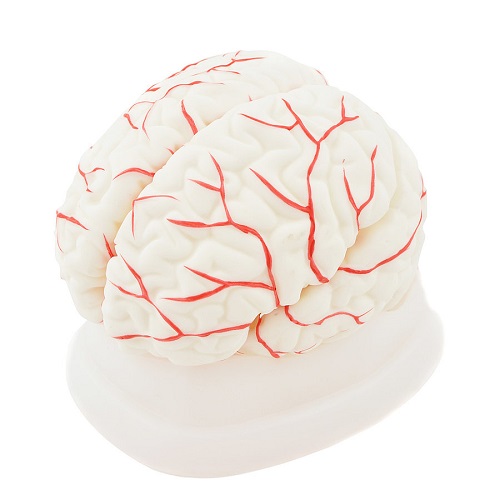 8 Part Human Brain Model