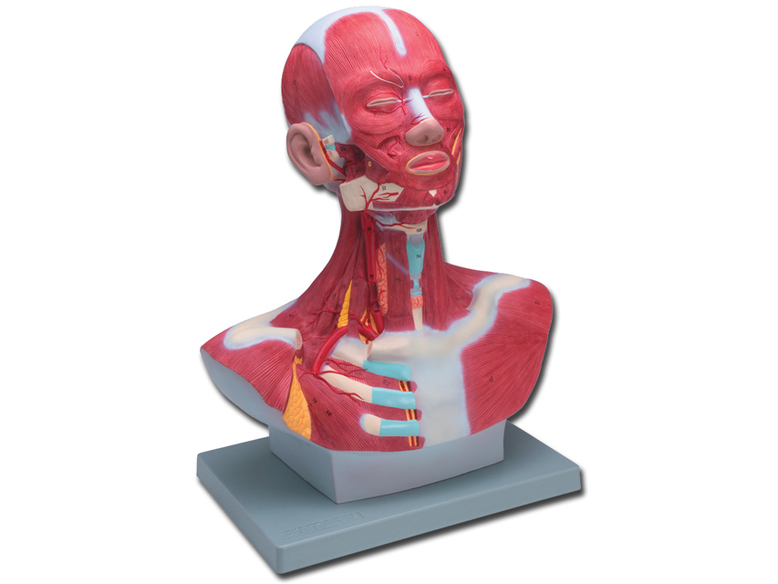 Head And Neck Musculature Model