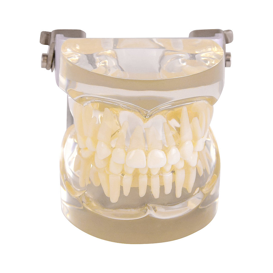 Transparent Jaw Model Childrens Teeth