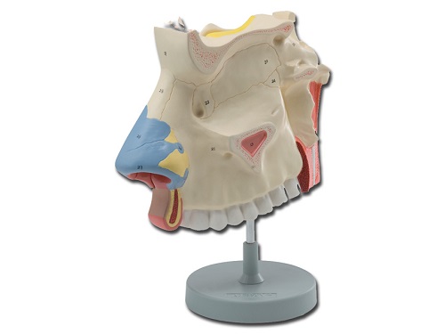 Model Nasal Cavity