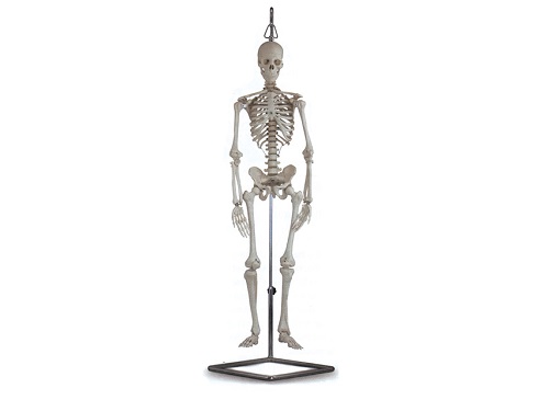 Mini Skelton Model