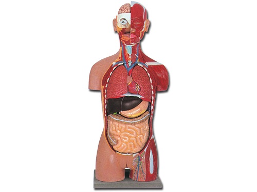 Muscular Life Size Torso With Open Back