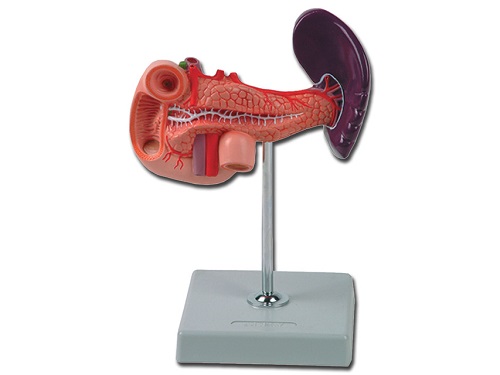 Model of Pancreas Spleen And Duodenum