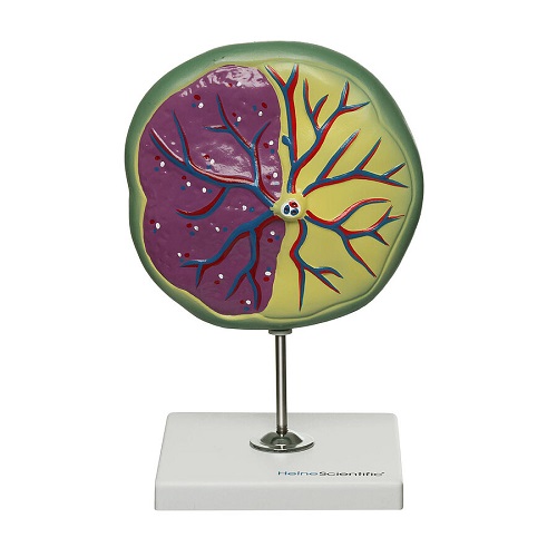 Model of The Placenta