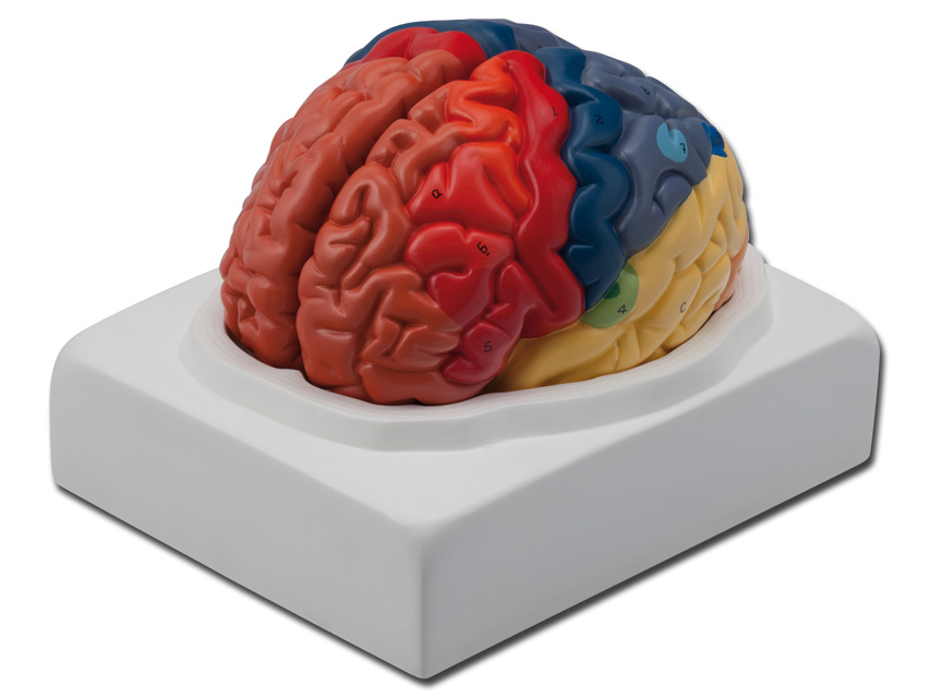 Life Size Brain Model