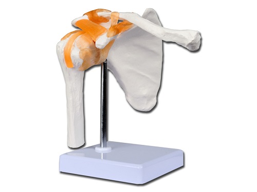Shoulder Joint  Model On a Stand