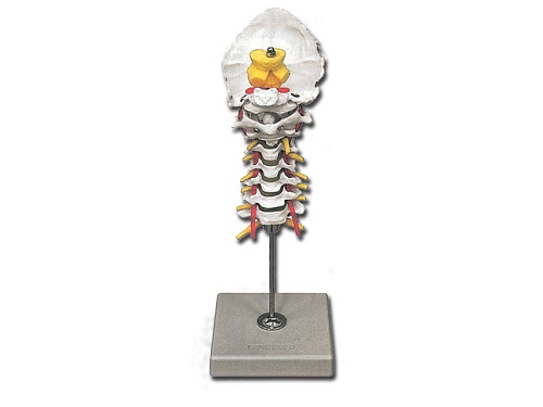 Cervical Spinal Column Model