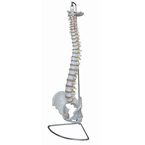 Model of Spinal Column With Pelvis
