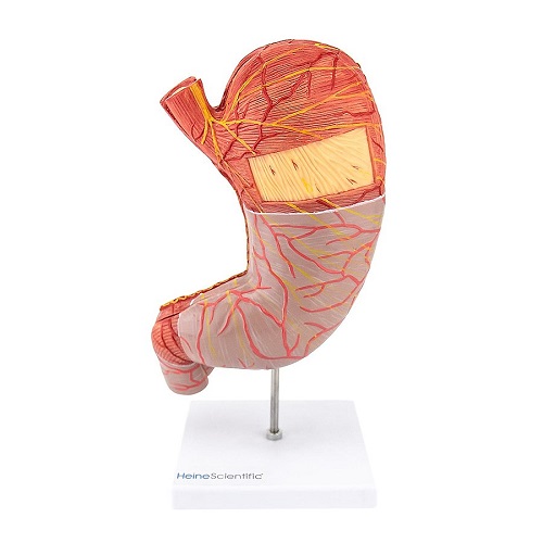 Stomach  Model