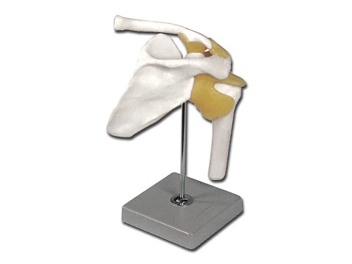 Shoulder Joint Model Magnification 1 X