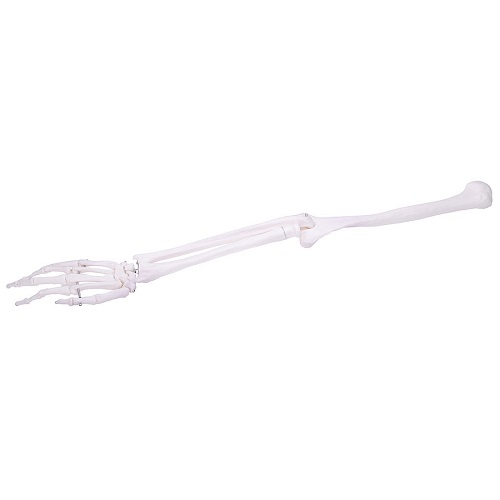 Skeleton Arm Model