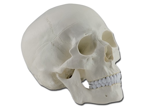 Human Skull  1X - 3 Parts Life Size