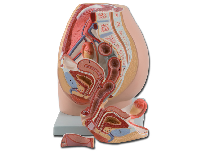 Female Pelvis Model Three Parts