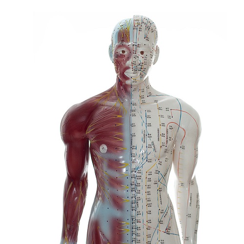 Two Sided Male Acupuncture Model With Muscles