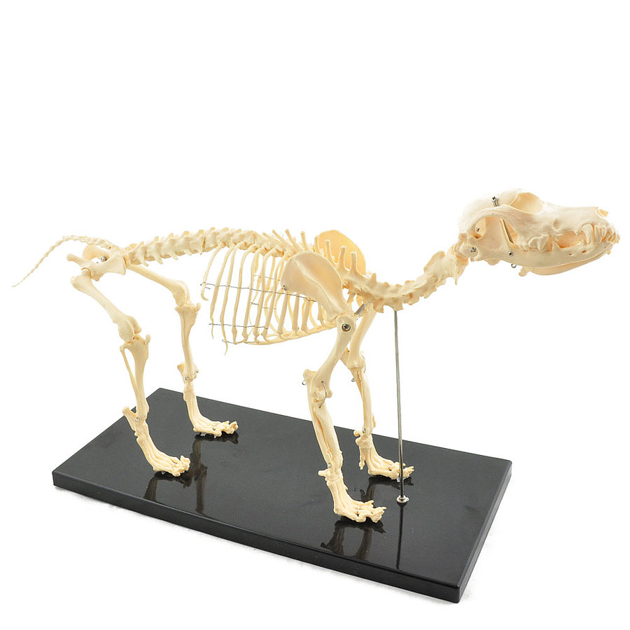 Medium Size Canine Skeleton Model