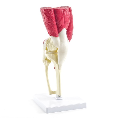 Knee Model with Muscles and Tendons