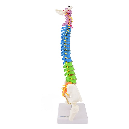 Coloured Vertebrae Model Half Size