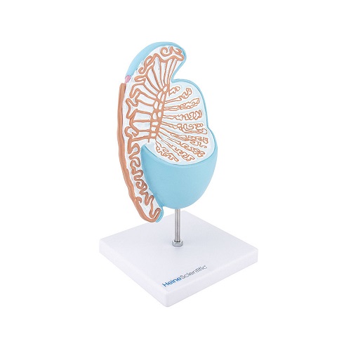 Model Of Testicles And Epididymis