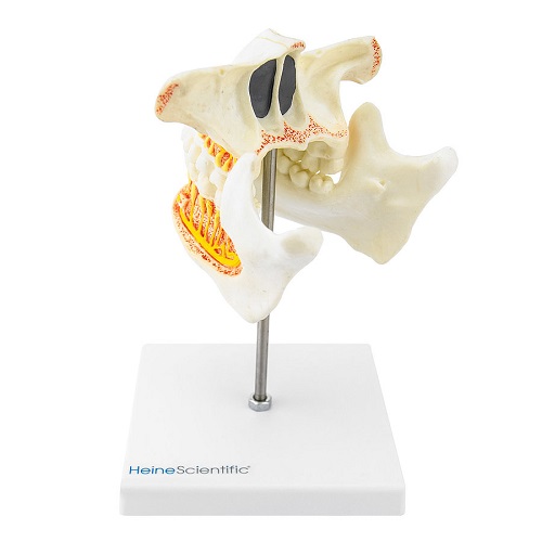 Life-size Human Dentition Model