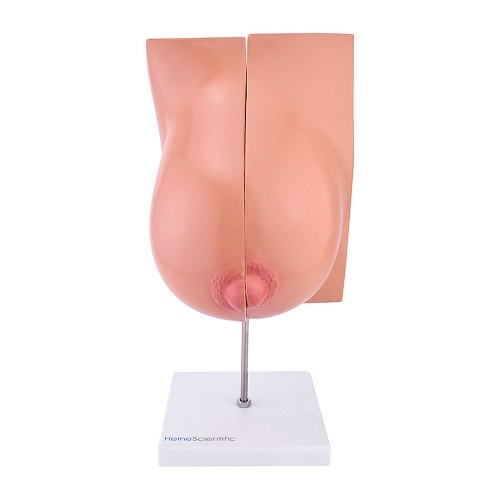 Anatomical Model  Of Lactating Breast