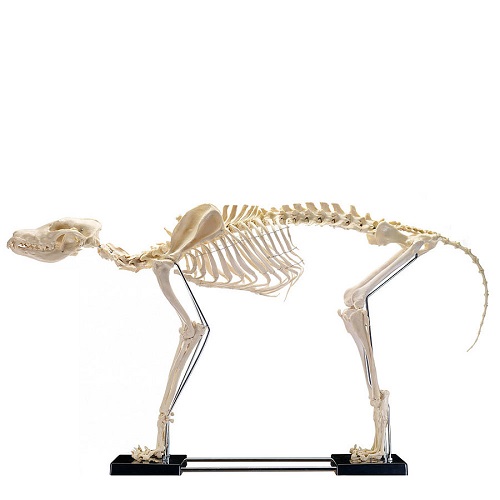 Large Size Canine Skeleton Model