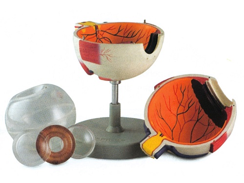 Eye Model With Magnification 6X