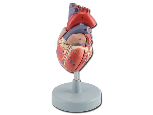Heart Model 2 Parts