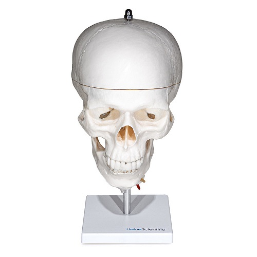 Human Skull With Cervical Spine Model