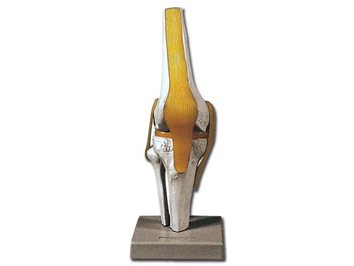 Life Size Knee Joint Model