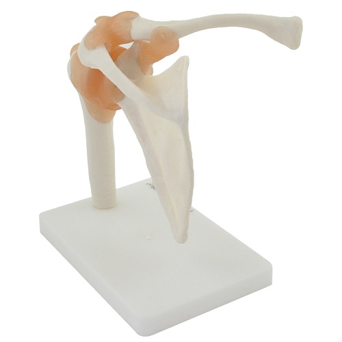 Shoulder Joint Model