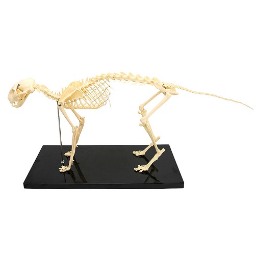 Skeletal Cat Model