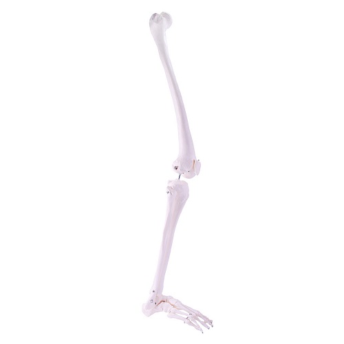 Skeleton Leg Model