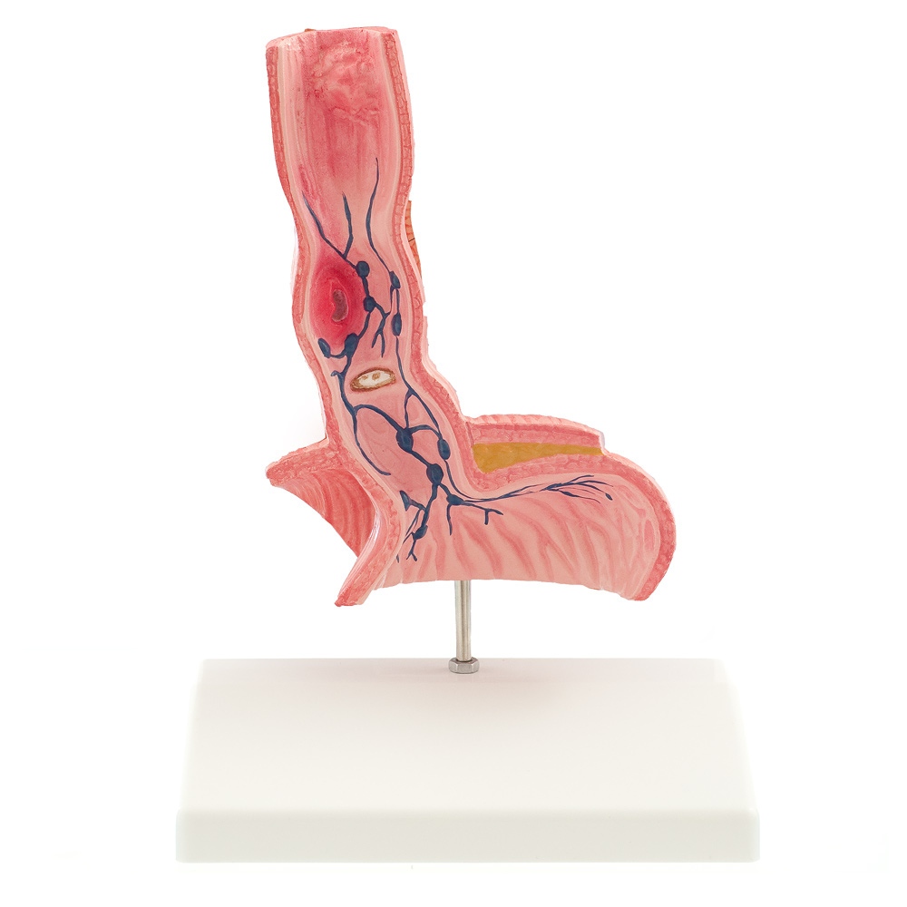Three-dimensional Oesophagus Model