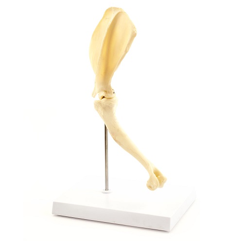 Dog Elbow Anatomical Model  Dog Elbow Anatomical Model