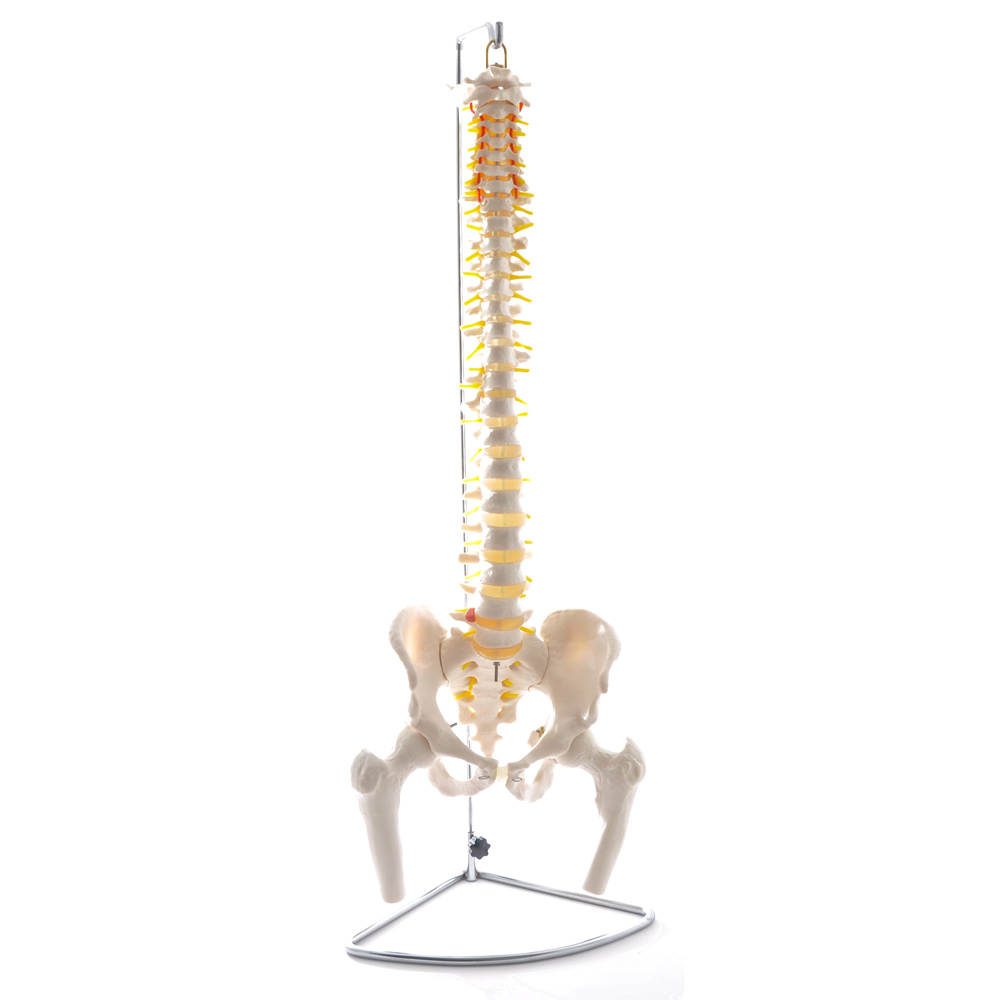 Spinal Column Model with Pelvis and Femoral Heads